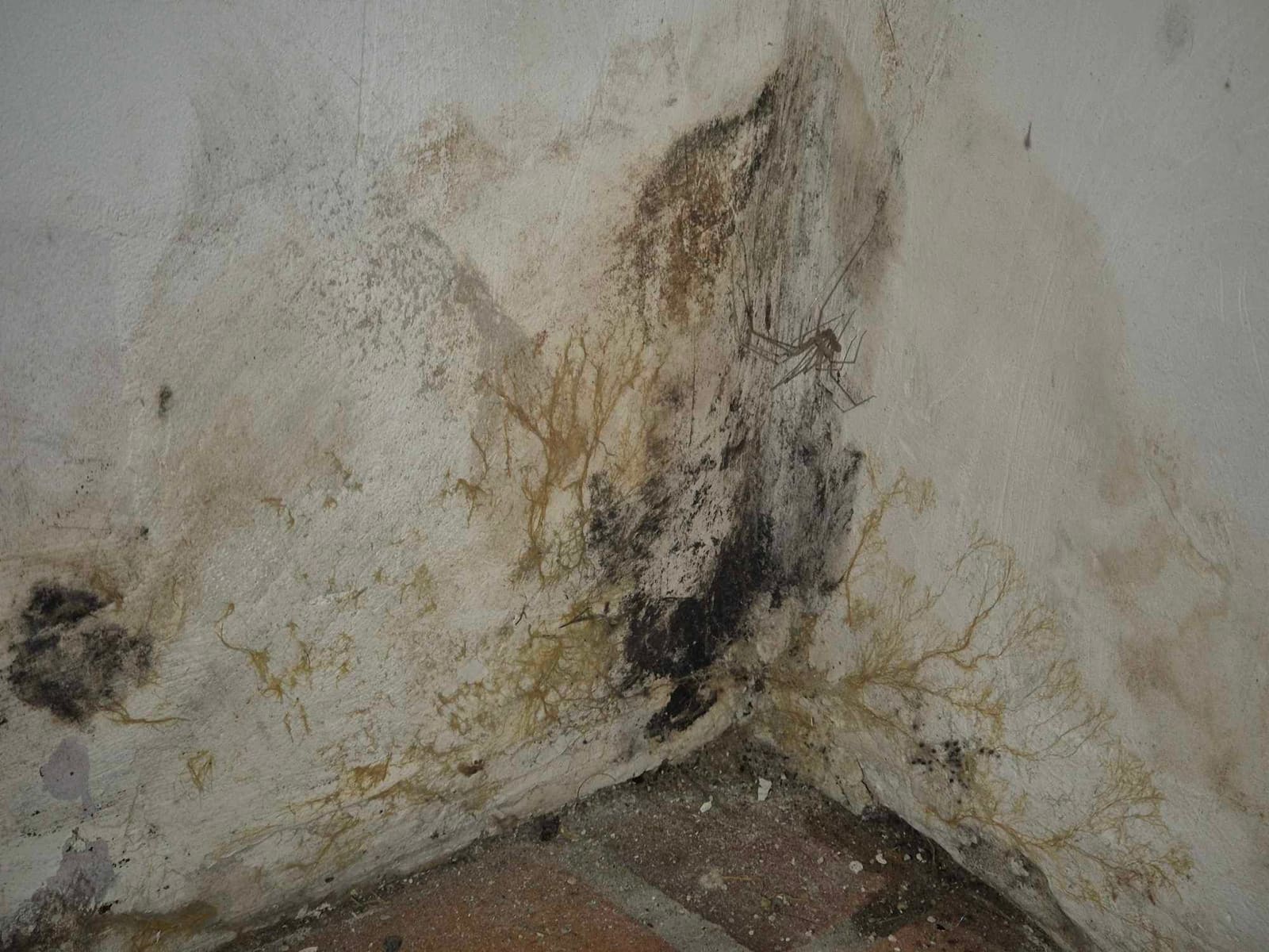 RCI : Photo d'une pathologie apparaissant après l'isolation d'un mur.